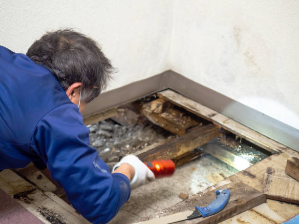 Best Mold Removal Near Me  in Smithfield, UT