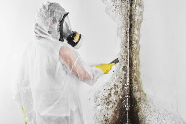 Best Mold Damage Repair  in Smithfield, UT
