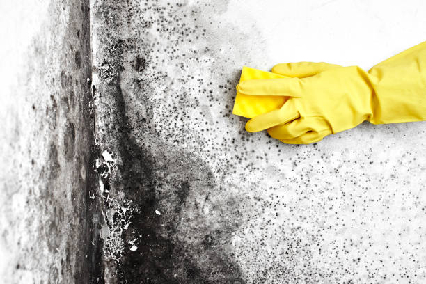 Professional Mold Removal in Smithfield, UT