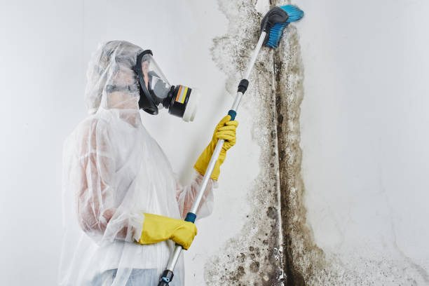 Best Office Mold Removal Services  in Smithfield, UT