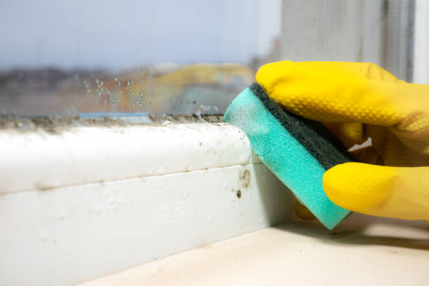 Best Professional Mold Removal  in Smithfield, UT