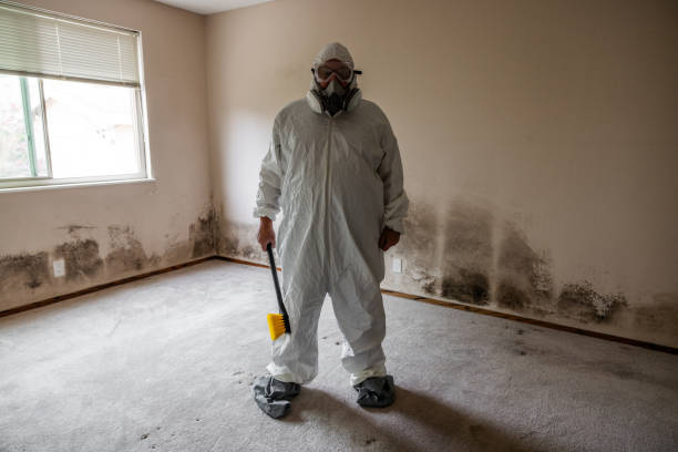 Best Professional Mold Removal  in Smithfield, UT