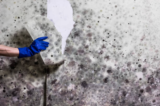 Best Certified Mold Removal  in Smithfield, UT