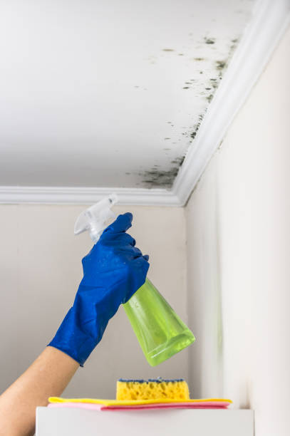 Best Residential Mold Removal  in Smithfield, UT