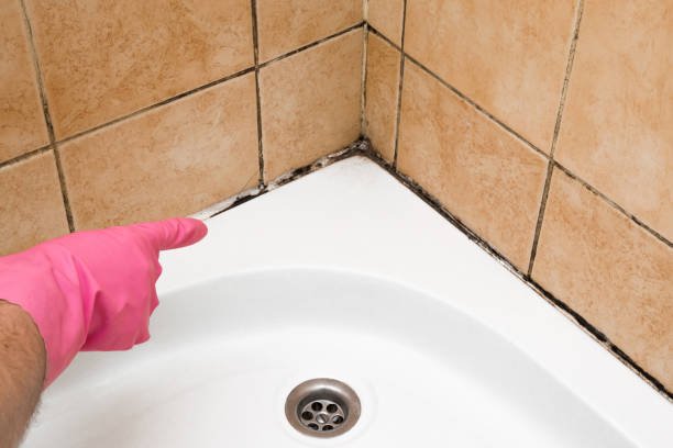 Best Mold Remediation Experts  in Smithfield, UT